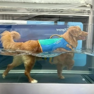 Underwater Treadmill Therapy for Dogs
