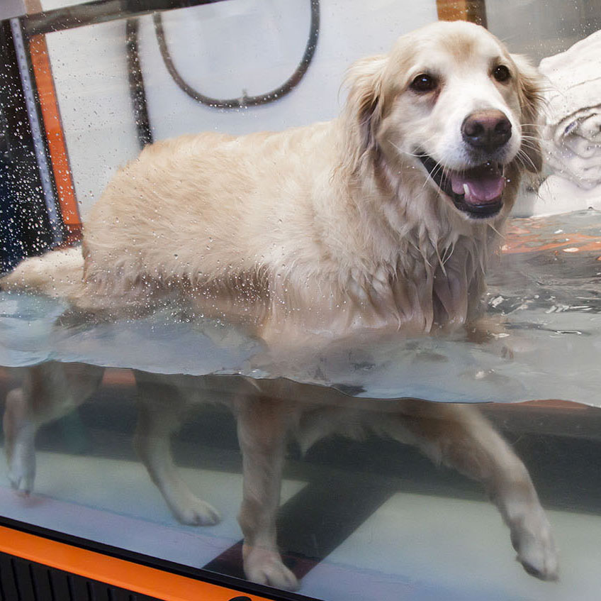 Post-Surgery Rehabilitation for Dogs