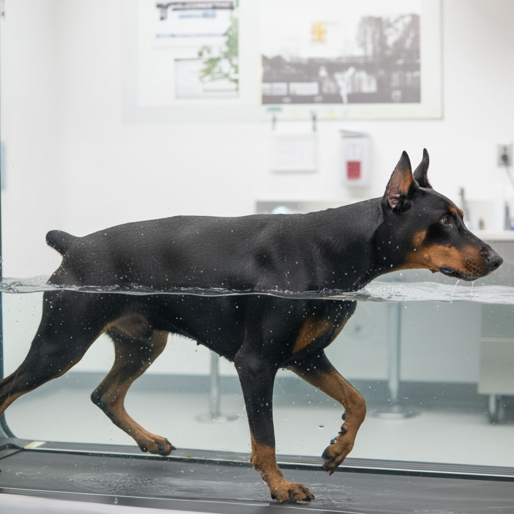 Sports Performance & Conditioning for Dogs