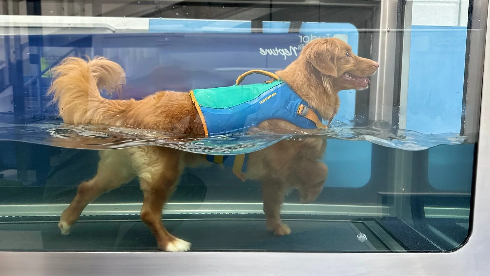 Dog in Hydrotherapy Tub